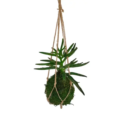 [17-kokedama-succulente-kalanchoe] Kokedama Succulente Kalanchoe