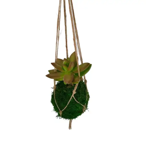 [17-kokedama-succulente-sedum] Kokedama Succulente Sedum