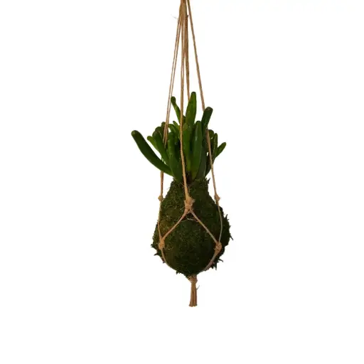 [17-kokedama-succulente-ovata-gollum] Kokedama Succulente Ovata Gollum